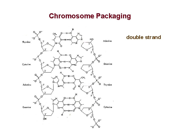 Chromosome Packaging double strand 