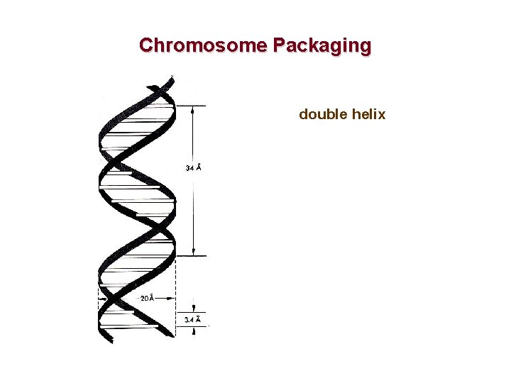 Chromosome Packaging double helix 