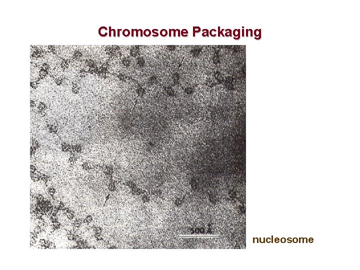 Chromosome Packaging nucleosome 