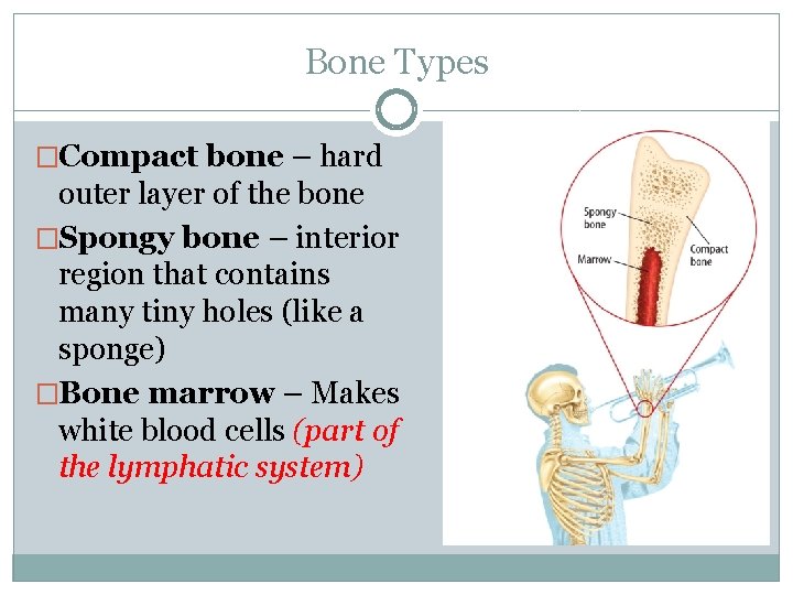 Bone Types �Compact bone – hard outer layer of the bone �Spongy bone –