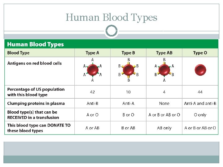 Human Blood Types 