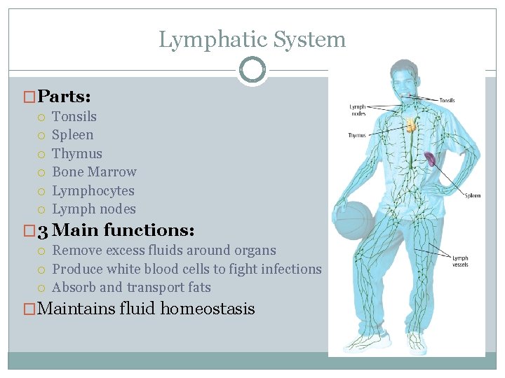 Lymphatic System �Parts: Tonsils Spleen Thymus Bone Marrow Lymphocytes Lymph nodes � 3 Main