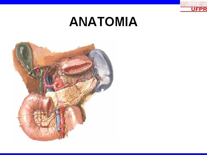 ANATOMIA 