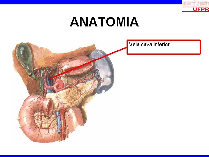 ANATOMIA Veia cava inferior 