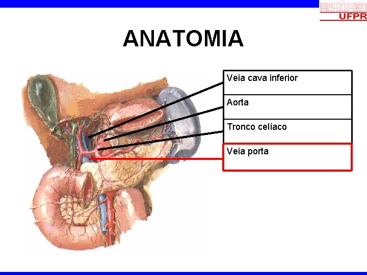 ANATOMIA Veia cava inferior Aorta Tronco celíaco Veia porta 