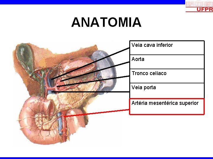 ANATOMIA Veia cava inferior Aorta Tronco celíaco Veia porta Artéria mesentérica superior 