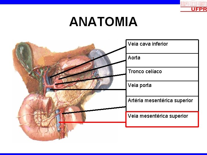ANATOMIA Veia cava inferior Aorta Tronco celíaco Veia porta Artéria mesentérica superior Veia mesentérica