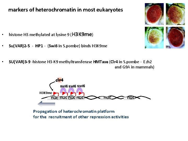 markers of heterochromatin in most eukaryotes • histone H 3 methylated at lysine 9