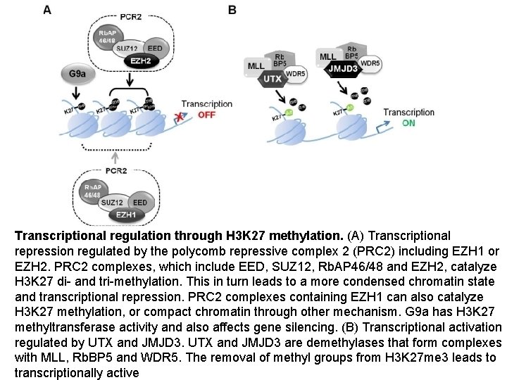Transcriptional regulation through H 3 K 27 methylation. (A) Transcriptional repression regulated by the