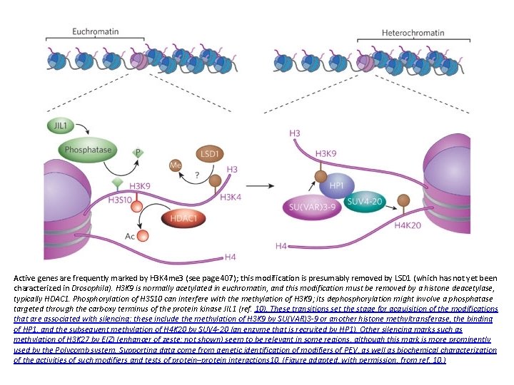 Active genes are frequently marked by H 3 K 4 me 3 (see page