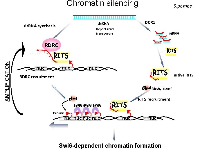 Chromatin silencing DCR 1 ds. RNA synthesis S. pombe Repeats and transposons si. RNA