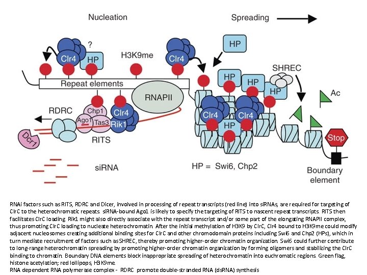 RNAi factors such as RITS, RDRC and Dicer, involved in processing of repeat transcripts