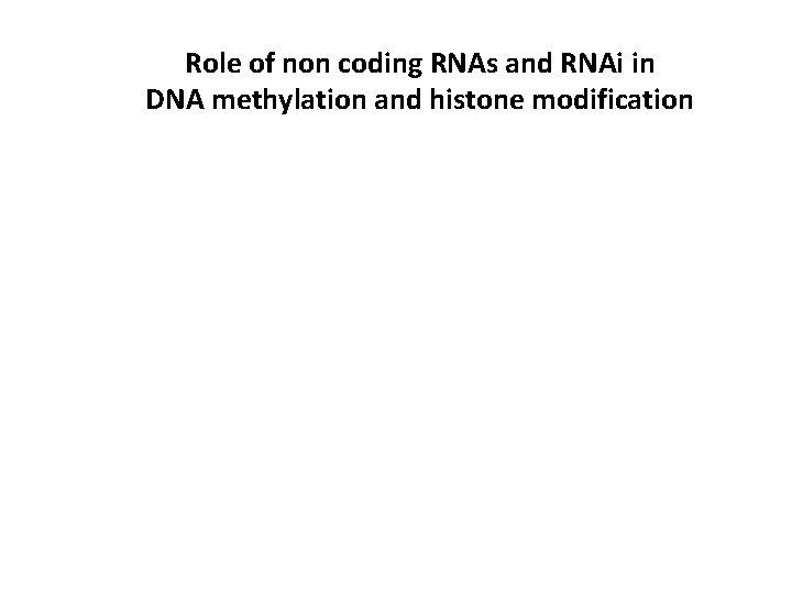 Role of non coding RNAs and RNAi in DNA methylation and histone modification 