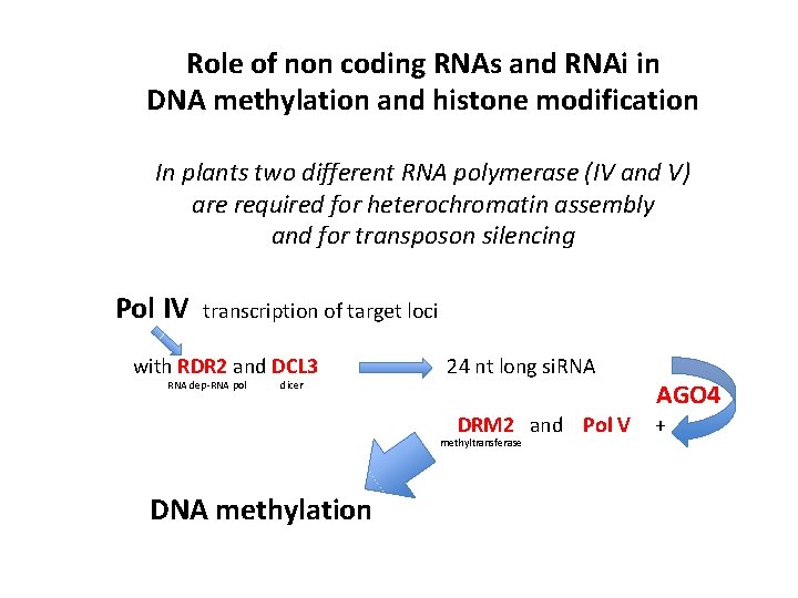 Role of non coding RNAs and RNAi in DNA methylation and histone modification In