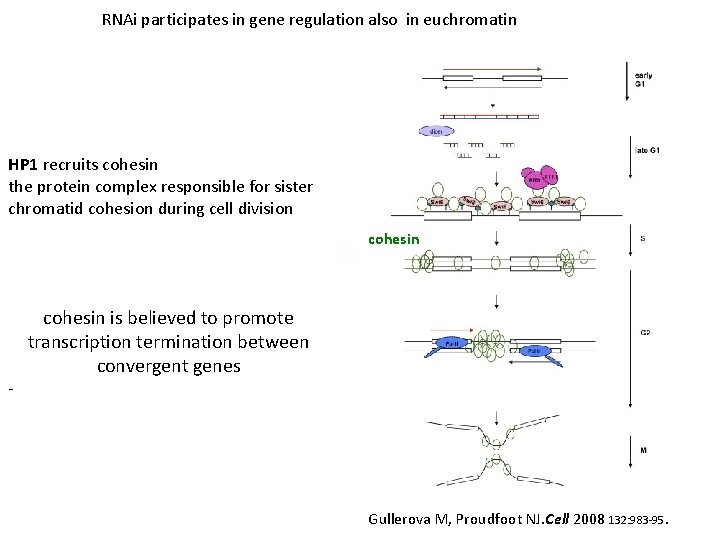 RNAi participates in gene regulation also in euchromatin HP 1 recruits cohesin the protein
