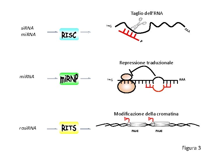 Taglio dell’RNA si. RNA mi. RNA 7 m. G AA A P Repressione traduzionale