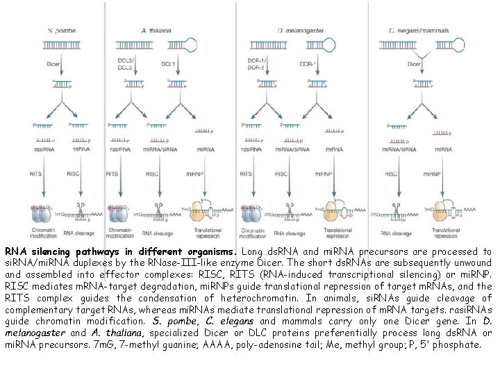 RNA silencing pathways in different organisms. Long ds. RNA and mi. RNA precursors are