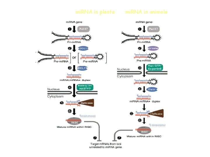 mi. RNA in plants mi. RNA in animals 