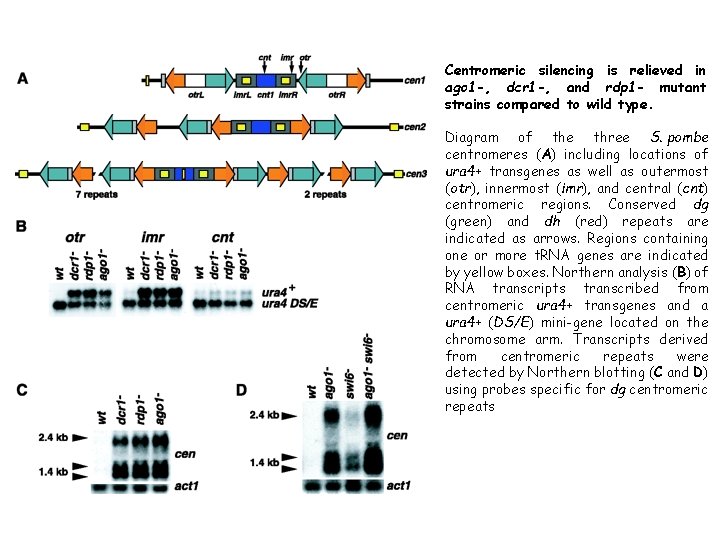 Centromeric silencing is relieved in ago 1 -, dcr 1 -, and rdp 1