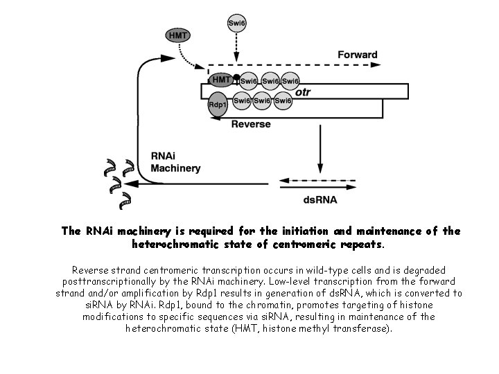 The RNAi machinery is required for the initiation and maintenance of the heterochromatic state