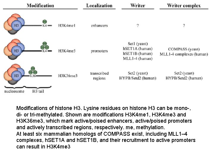 Modifications of histone H 3. Lysine residues on histone H 3 can be mono-,