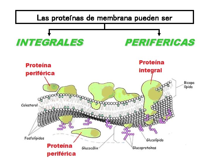 Las proteínas de membrana pueden ser INTEGRALES PERIFERICAS 