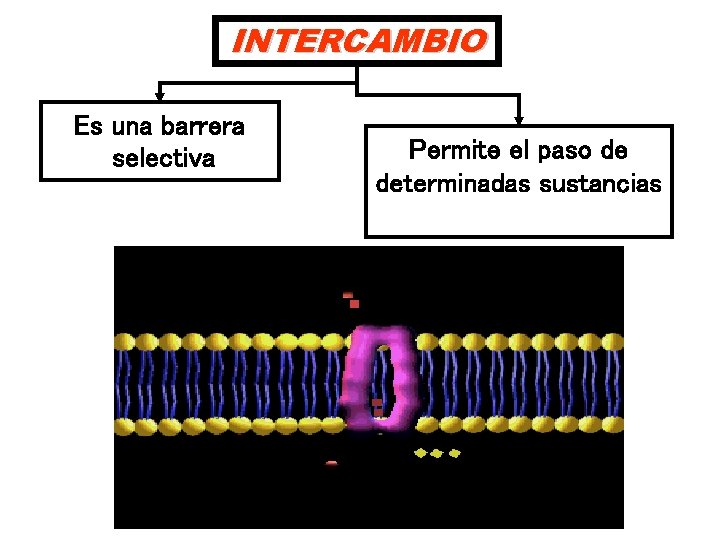 INTERCAMBIO Es una barrera selectiva Permite el paso de determinadas sustancias 