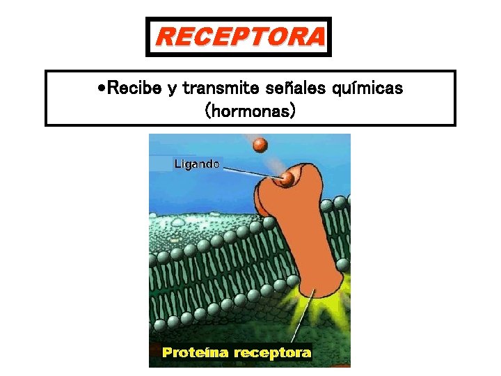 RECEPTORA Recibe y transmite señales químicas (hormonas) 