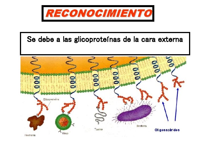 RECONOCIMIENTO Se debe a las glicoproteínas de la cara externa 