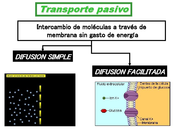 Transporte pasivo Intercambio de moléculas a través de membrana sin gasto de energía DIFUSION