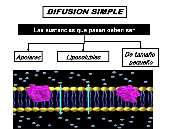 DIFUSION SIMPLE Las sustancias que pasan deben ser Apolares Liposolubles De tamaño pequeño 