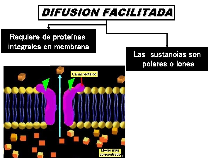 DIFUSION FACILITADA Requiere de proteínas integrales en membrana Las sustancias son polares o iones