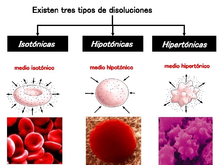 Existen tres tipos de disoluciones Isotónicas Hipotónicas medio isotónico medio hipotónico Hipertónicas medio hipertónico Existen tres tipos de disoluciones Isotónicas Hipotónicas medio isotónico medio hipotónico Hipertónicas medio hipertónico