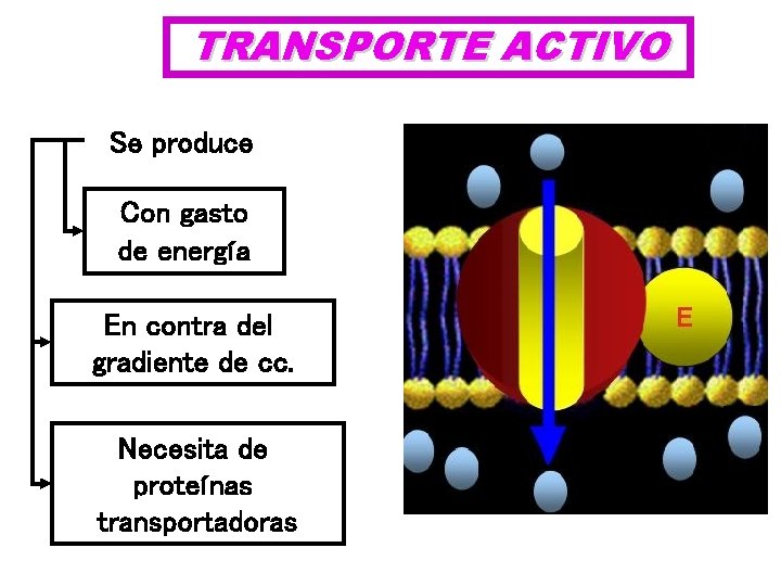 TRANSPORTE ACTIVO Se produce Con gasto de energía En contra del gradiente de cc.