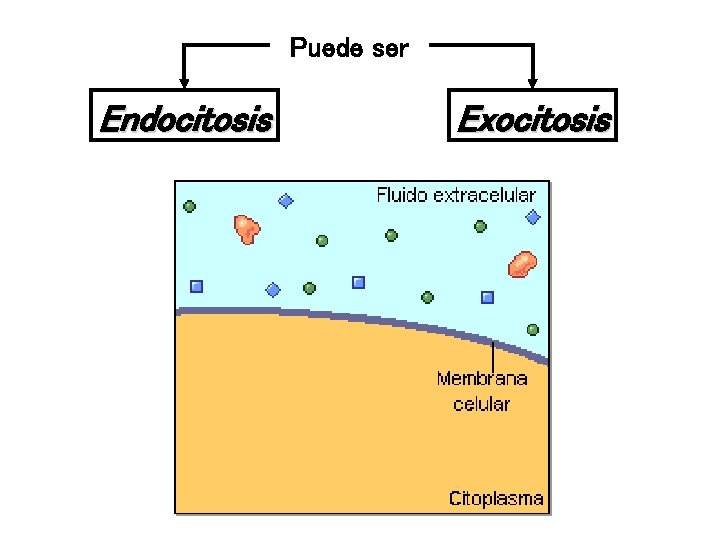 Puede ser Endocitosis Exocitosis 