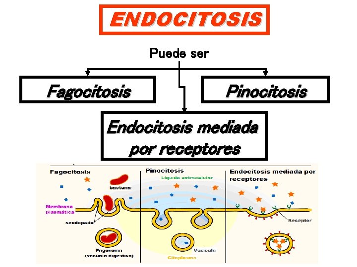 ENDOCITOSIS Puede ser Fagocitosis Pinocitosis Endocitosis mediada por receptores 