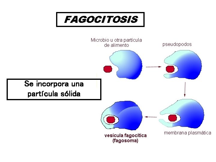 FAGOCITOSIS Se incorpora una partícula sólida 