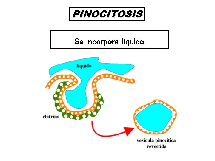 PINOCITOSIS Se incorpora líquido 
