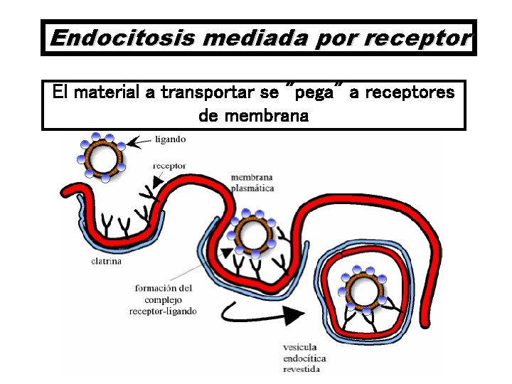 Endocitosis mediada por receptor El material a transportar se "pega" a receptores de membrana