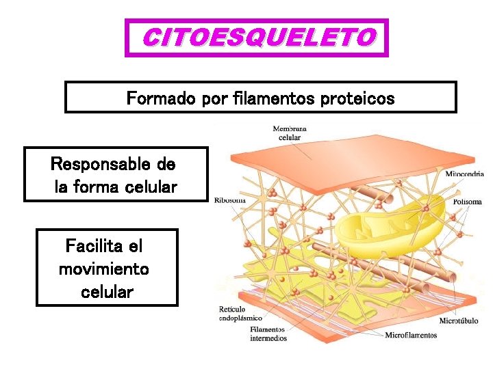 CITOESQUELETO Formado por filamentos proteicos Responsable de la forma celular Facilita el movimiento celular