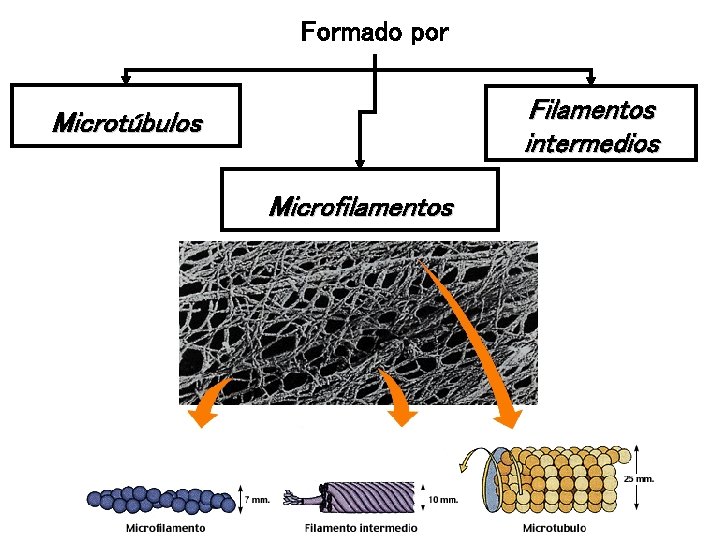 Formado por Filamentos intermedios Microtúbulos Microfilamentos 