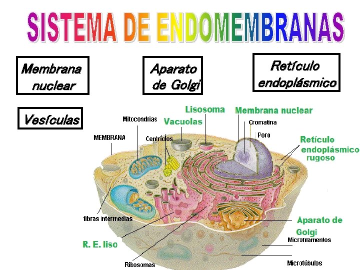 Membrana nuclear Vesículas Aparato de Golgi Retículo endoplásmico 