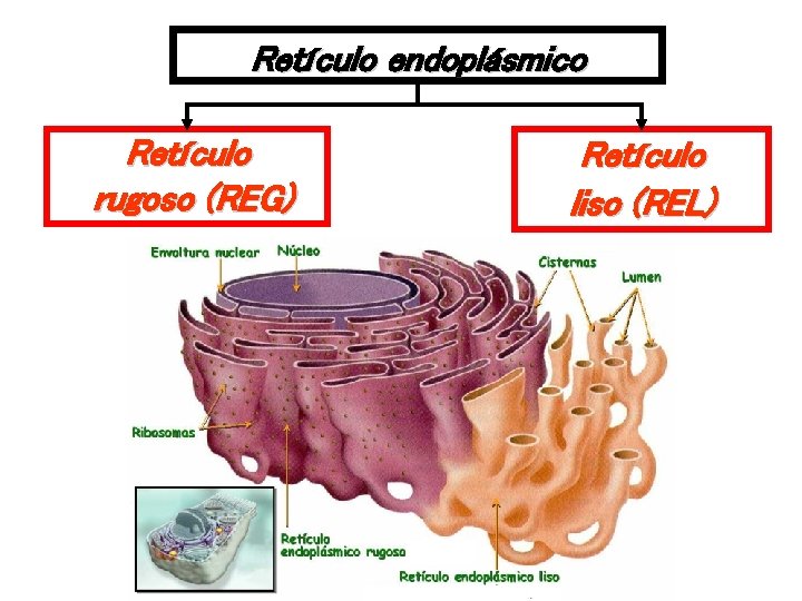 Retículo endoplásmico Retículo rugoso (REG) Retículo liso (REL) 