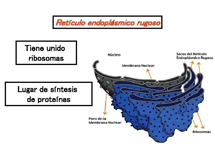 Retículo endoplásmico rugoso Tiene unido ribosomas Lugar de síntesis de proteínas 