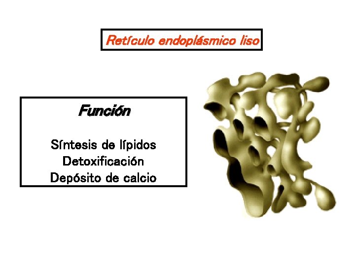 Retículo endoplásmico liso Función Síntesis de lípidos Detoxificación Depósito de calcio 