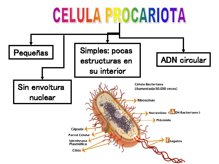 Pequeñas Sin envoltura nuclear Simples: pocas estructuras en su interior ADN circular 