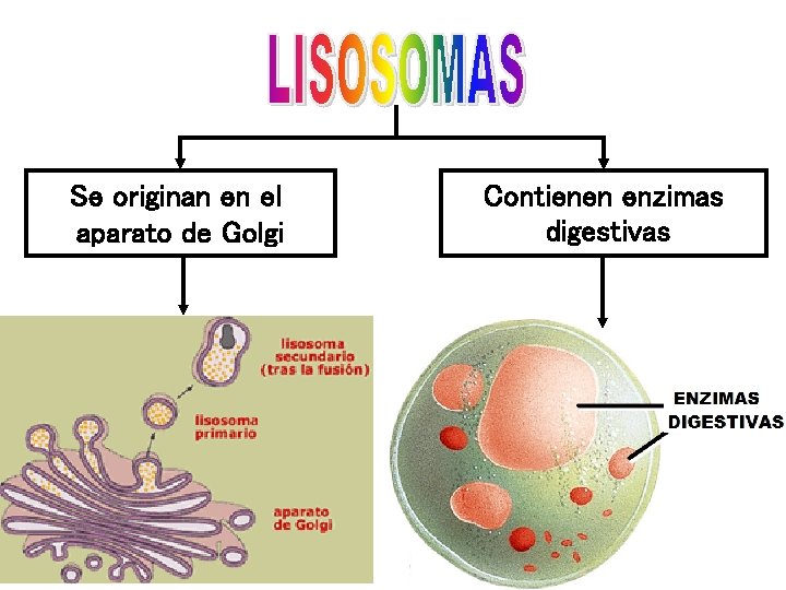 Se originan en el aparato de Golgi Contienen enzimas digestivas 