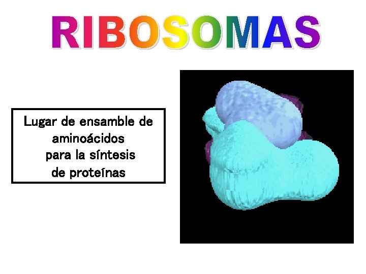 Lugar de ensamble de aminoácidos para la síntesis de proteínas 