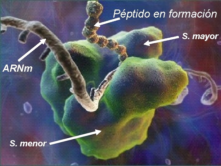 Péptido en formación S. mayor ARNm S. menor 