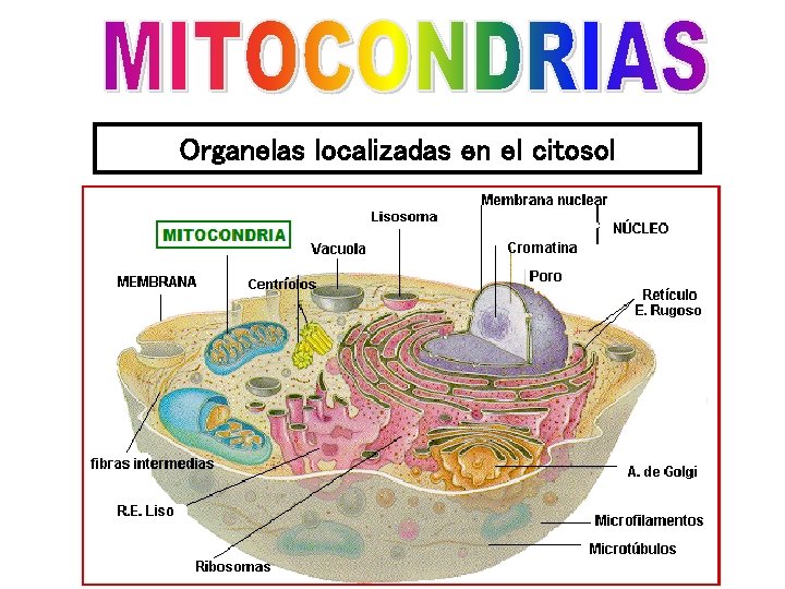 Organelas localizadas en el citosol 